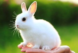 手の平に乗っている赤い目の白兎